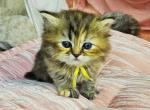 amy - Persian Kitten For Sale - MD&comma; US