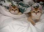 Simba and Covo - Scottish Straight Kitten For Sale - PA&comma; US