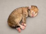 Gold Siberian Girl - Siberian Kitten For Sale - Belchertown&comma; MA&comma; US