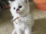 RESERVED Habiba - Ragdoll Kitten For Sale - 