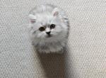 Zoke - Persian Kitten For Sale - Williamstown&comma; NJ&comma; US