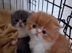 Persians kittens  boys - Persian Kitten For Sale - Woodburn&comma; IN&comma; US