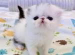 Spot - Persian Kitten For Sale - 