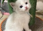 RESERVED Lee - Ragdoll Kitten For Sale - 