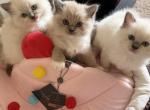 Jasper - Ragdoll Kitten For Sale - Laurel&comma; MD&comma; US