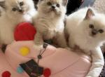 Jasper - Ragdoll Kitten For Sale - 