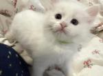 Yoshi of FirCountry Siberians - Siberian Kitten For Sale - Castle Rock&comma; WA&comma; US