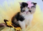 Calico ESH Girl - Exotic Kitten For Sale - Oklahoma City&comma; OK&comma; US
