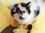 Doll Face Calico Van ESH - Exotic Kitten For Sale - Oklahoma City&comma; OK&comma; US