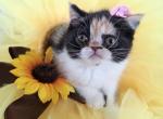 Doll Face Calico ESH - Exotic Kitten For Sale - Oklahoma City&comma; OK&comma; US