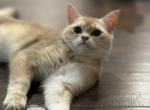 Leo - British Shorthair Kitten For Sale - Fairfax&comma; VA&comma; US