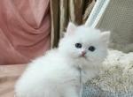 Bambi - Persian Kitten For Sale - MD&comma; US