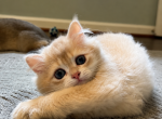 Sirius Longhair - British Shorthair Kitten For Sale - Fairfax&comma; VA&comma; US