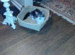 Georgia - Maine Coon Kitten For Sale - Dayton&comma; OH&comma; US