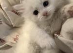 Dumpling of FirCountry Siberians - Siberian Kitten For Sale - 
