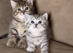 Simba - Scottish Straight Kitten For Sale - Rocklin&comma; CA&comma; US