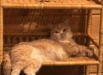 Patricia - Scottish Straight Cat For Sale - Warwick&comma; NY&comma; US