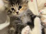Butterscotch of FirCountry Siberians - Siberian Kitten For Sale - 