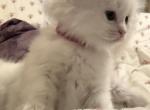 Marie Of FirCountry Siberians - Siberian Kitten For Sale - Castle Rock&comma; WA&comma; US