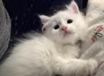 Duchess of FirCountry Siberians - Siberian Kitten For Sale - Castle Rock&comma; WA&comma; US
