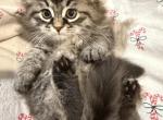 Otter of FirCountry Siberians - Siberian Kitten For Sale - Castle Rock&comma; WA&comma; US