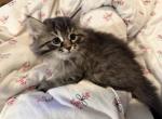 Earl Grey Tea of FirCountry Siberians - Siberian Kitten For Sale - Castle Rock&comma; WA&comma; US