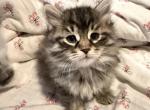 Lightning McQueen of FirCountry Siberians - Siberian Kitten For Sale - Castle Rock&comma; WA&comma; US
