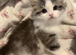 Sushi of FirCountry Siberians - Siberian Kitten For Sale - Castle Rock&comma; WA&comma; US