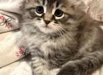 Susuwatari Of FirCountry Siberians - Siberian Kitten For Sale - Castle Rock&comma; WA&comma; US