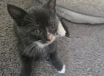 Smoke & Dusty - Russian Blue Kitten For Sale - Guttenberg&comma; NJ&comma; US