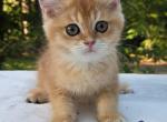 Kesha - British Shorthair Kitten For Sale - 