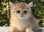 Kuzya - British Shorthair Kitten For Sale - 