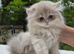 Masya - British Shorthair Kitten For Sale - Quinlan&comma; TX&comma; US