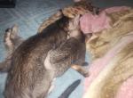 Star - Savannah Kitten For Adoption - Queen Creek&comma; AZ&comma; US