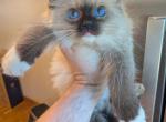 bob - Ragdoll Kitten For Sale - Brooklyn&comma; NY&comma; US