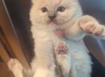 garfeild blue mitted - Ragdoll Kitten For Sale - Brooklyn&comma; NY&comma; US
