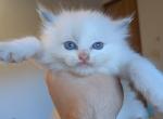 joey blue bi color - Ragdoll Kitten For Sale - Brooklyn&comma; NY&comma; US