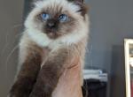 Dario seal oint - Ragdoll Kitten For Sale - Brooklyn&comma; NY&comma; US