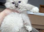 azura blue mitted - Ragdoll Kitten For Sale - Brooklyn&comma; NY&comma; US
