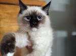 cindy seal mitted - Ragdoll Kitten For Sale - Brooklyn&comma; NY&comma; US