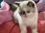 Exotic pointed female - Exotic Kitten For Sale - 