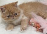 Exotic red and white exotic girl - Exotic Kitten For Sale - 