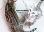 Bengal Kitten Silver Male - Bengal Kitten For Sale - 