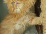 Persian red kitten - Persian Kitten For Sale - Palm Coast&comma; FL&comma; US