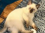 Litter 1 - Siamese Kitten For Sale - Hayden&comma; AL&comma; US