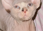 Lyra - Sphynx Kitten For Sale - Va Bch&comma; VA&comma; US