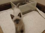 Sheldon - Siamese Kitten For Sale - 