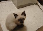 Ms Priss - Siamese Kitten For Sale - Spring Valley&comma; IL&comma; US