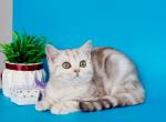 Matt - British Shorthair Kitten For Sale - Grayslake&comma; IL&comma; US