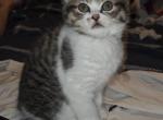 Pizza Ball - Persian Kitten For Sale - Dundalk&comma; MD&comma; US